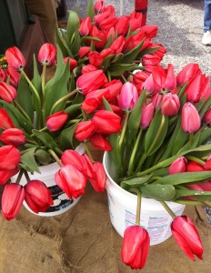 Beautiful spring tulips at the market. 