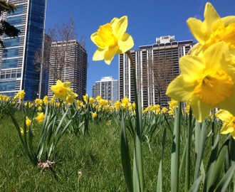 spring in Chicago